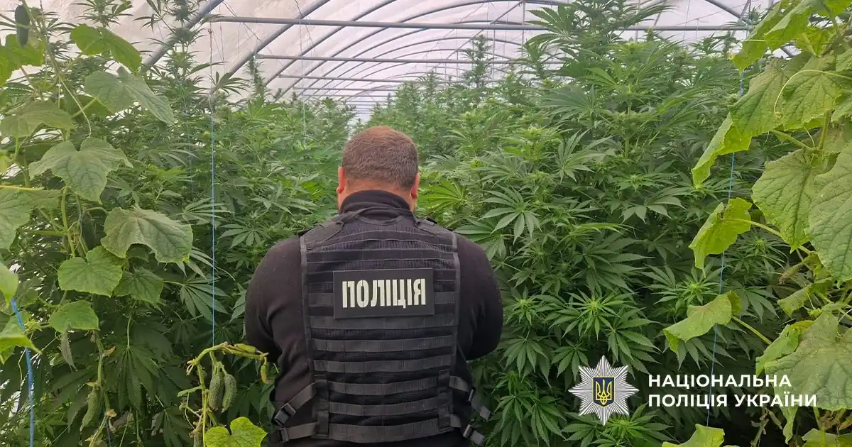 На Дніпропетровщині у теплиці з овочами вирощували коноплі на мільйони гривень