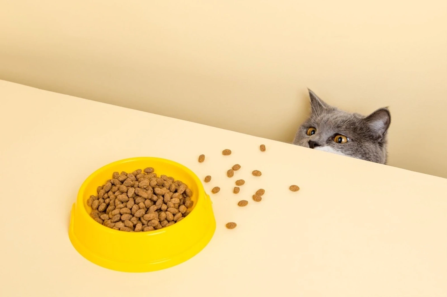 Травлення під контролем: як Purina One допомагає підтримувати мікрофлору вашого кота