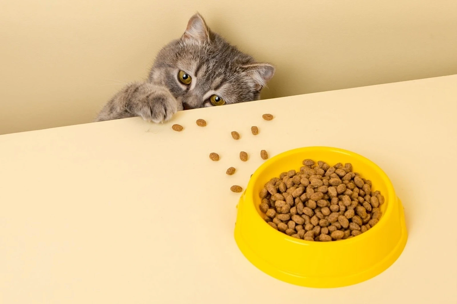 Травлення під контролем: як Purina One допомагає підтримувати мікрофлору вашого кота