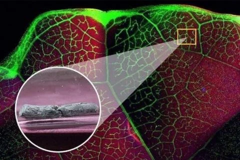 Капустяні культури та фітомайнінг: австралійські дослідники виявили здатність кейлу накопичувати талій